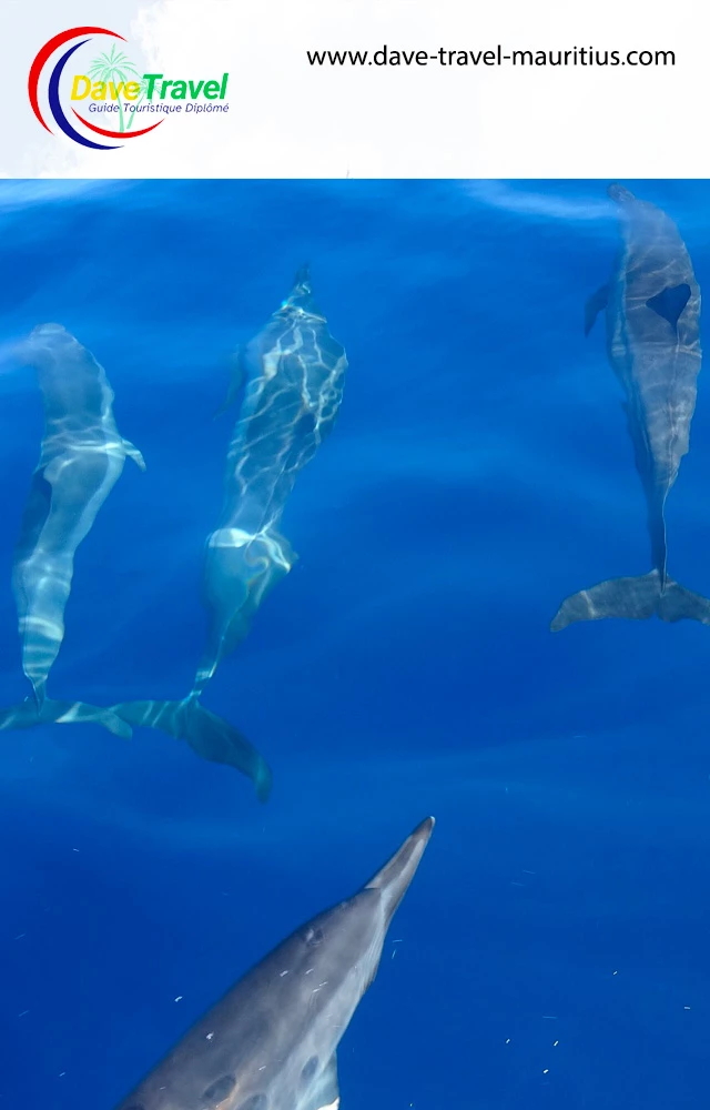 06.Rivière Noire – nage des dauphins